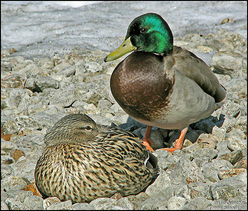 Canard colvert