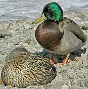 Canard colvert