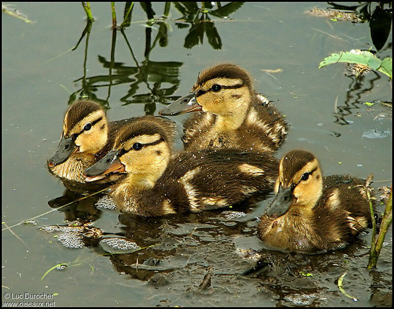 Canard colvert