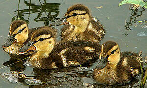 Canard colvert