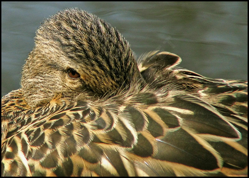 Canard colvert