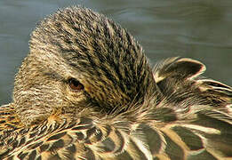 Canard colvert