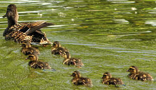 Canard colvert