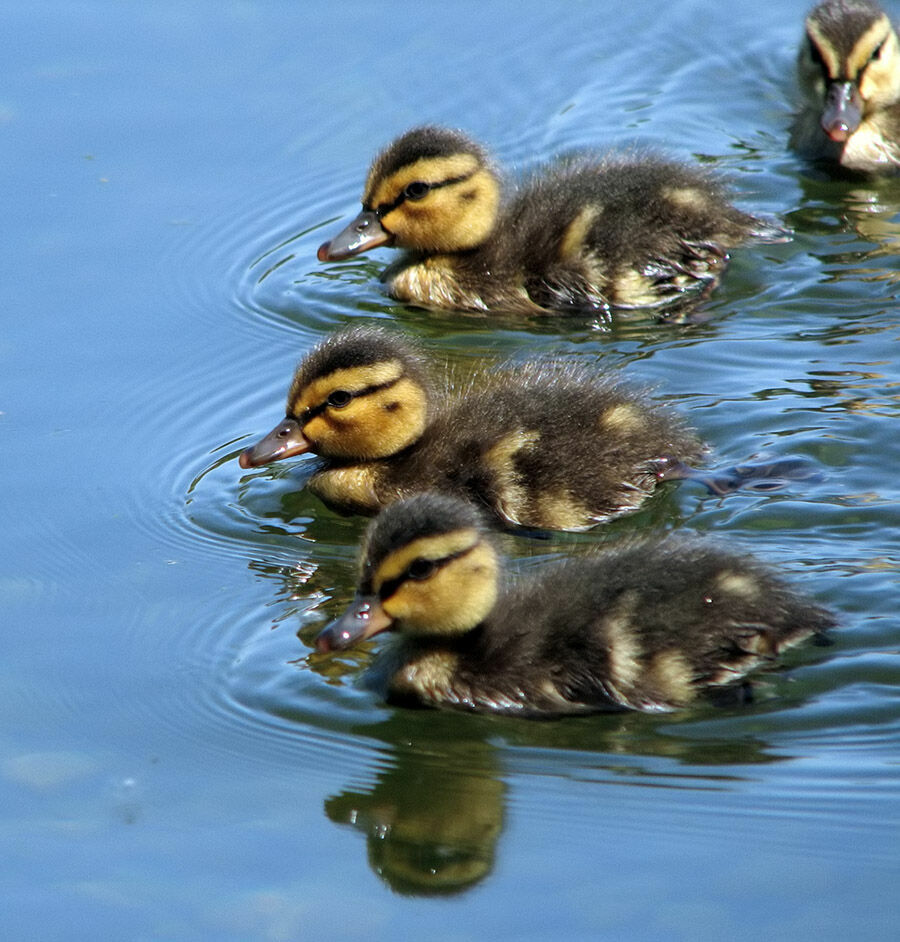 Canard colvert