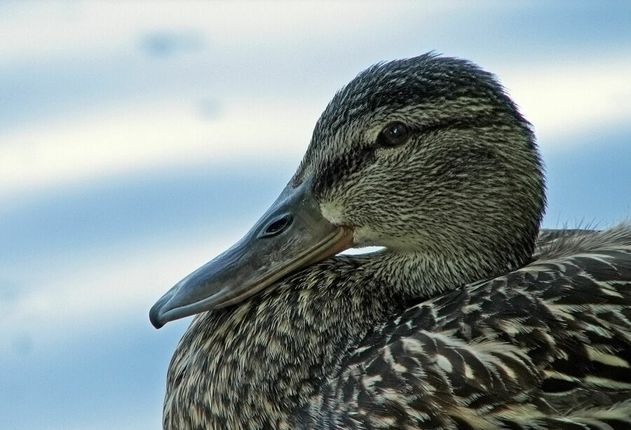 Canard colvert