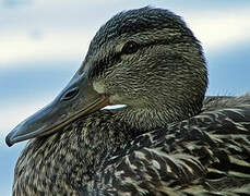 Canard colvert