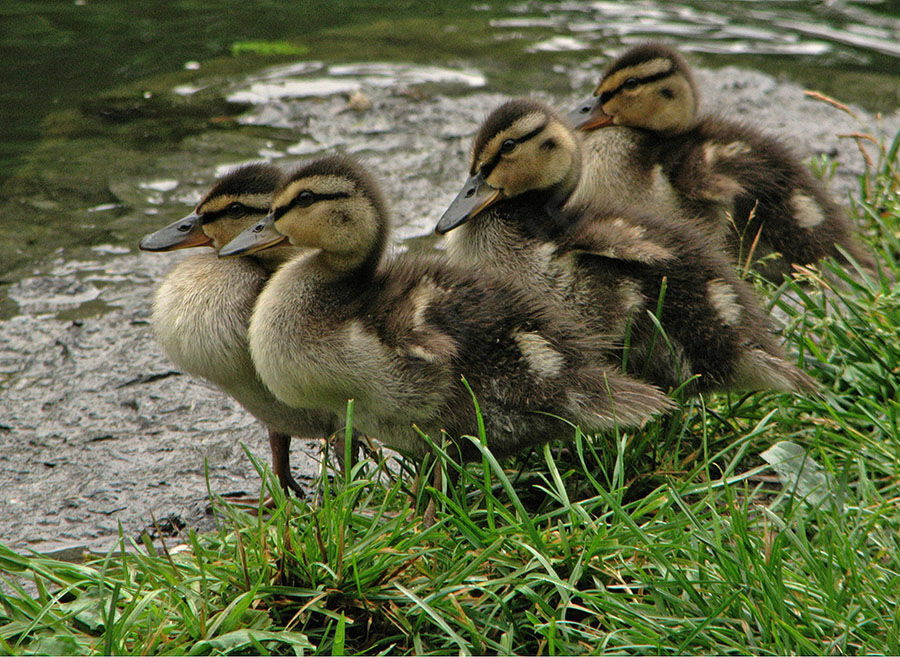 Canard colvert