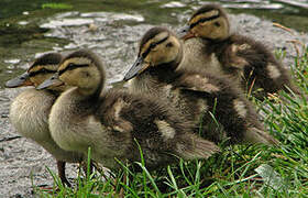 Canard colvert