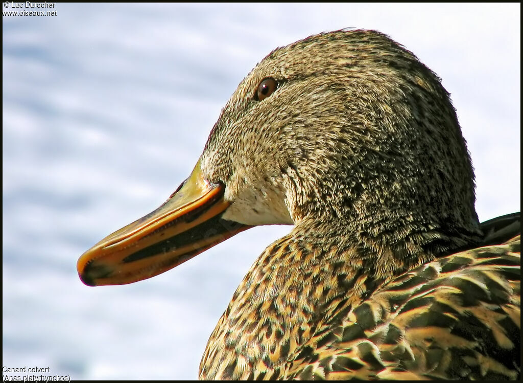 Canard colvert