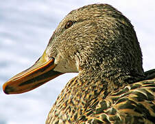 Mallard