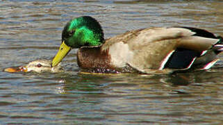 Canard colvert