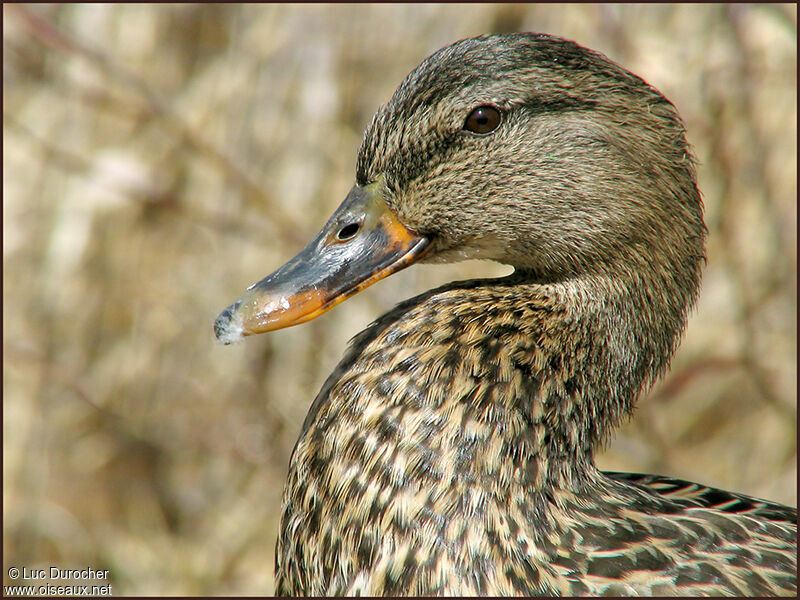 Canard colvert