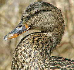 Canard colvert