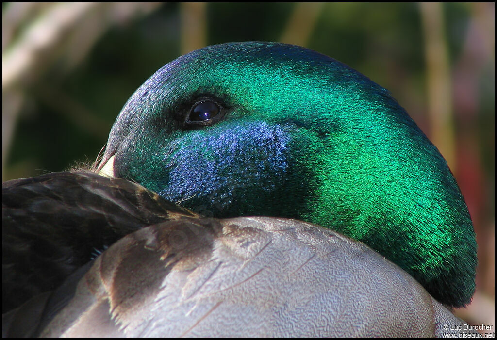 Canard colvert