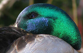 Canard colvert