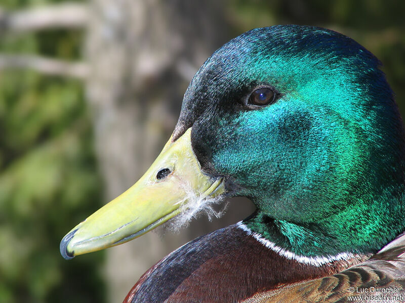 Mallard