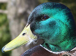 Canard colvert