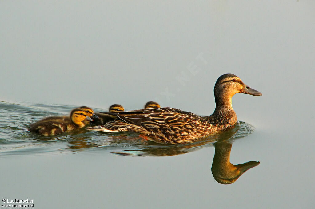 Canard colvert