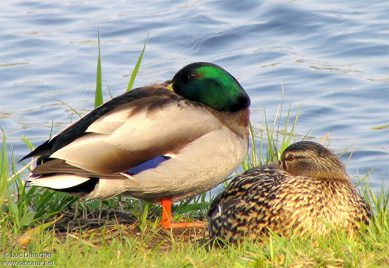 Canard colvert