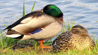 Canard colvert