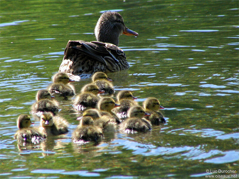 Canard colvert