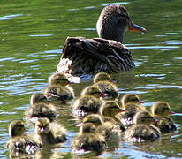 Canard colvert