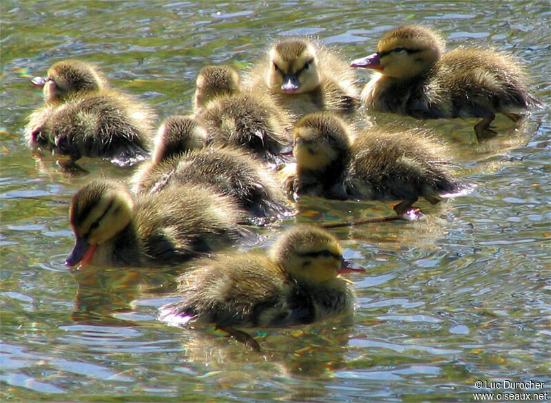 Canard colvert