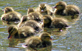 Canard colvert