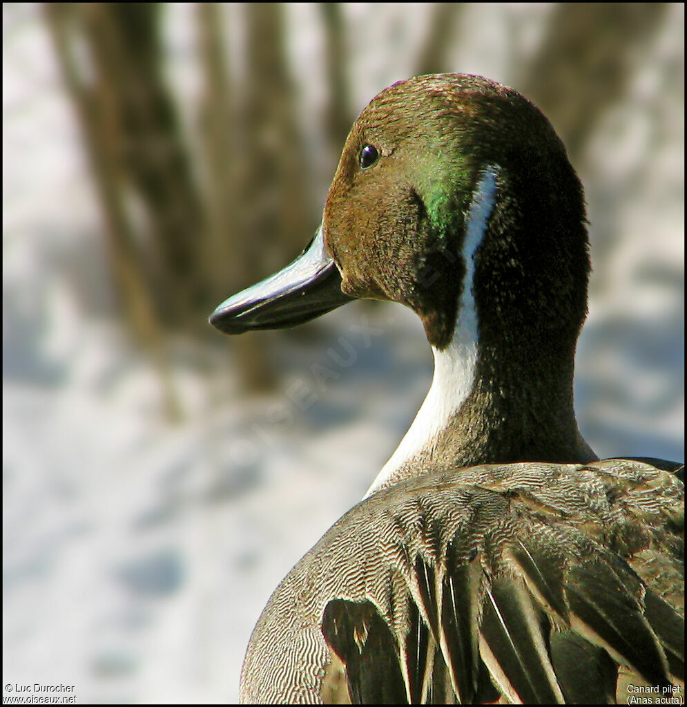 Canard pilet