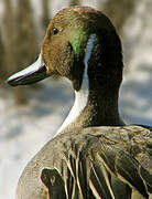 Northern Pintail