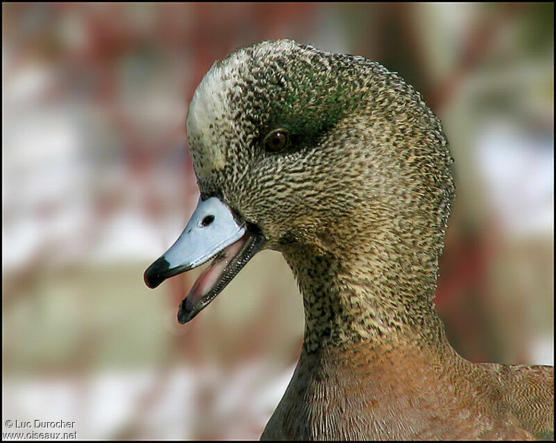 Eurasian Wigeon