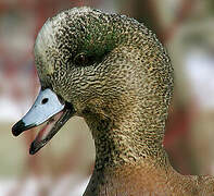 Eurasian Wigeon