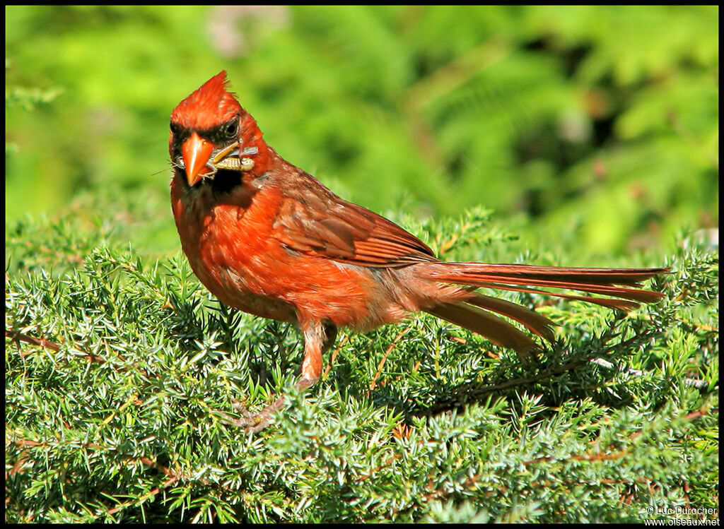 Cardinal rouge