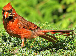 Cardinal rouge