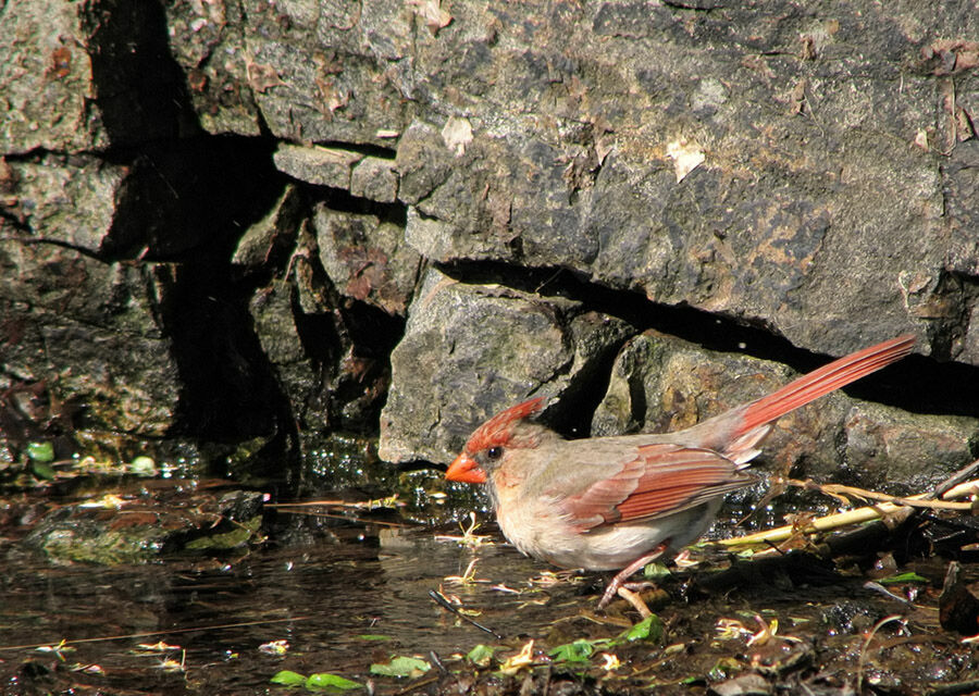 Cardinal rouge