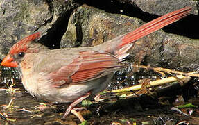 Northern Cardinal