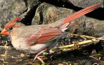 Cardinal rouge