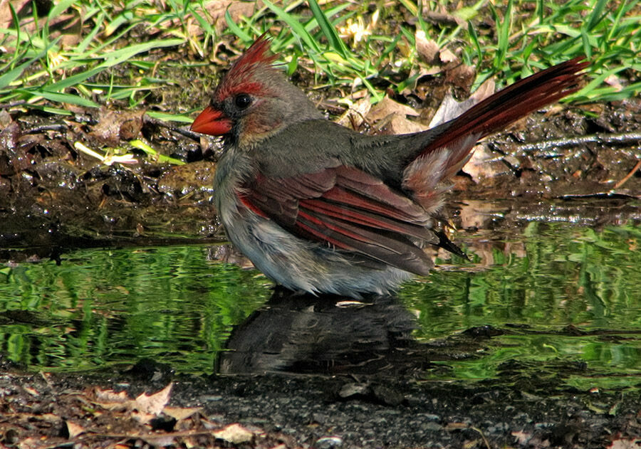 Cardinal rouge