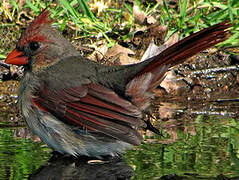 Cardinal rouge