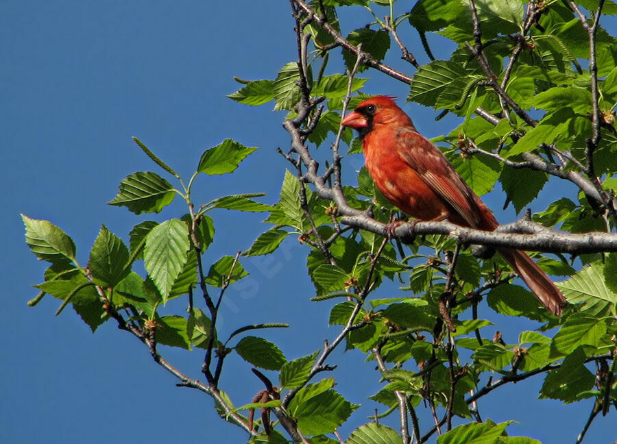 Northern Cardinal