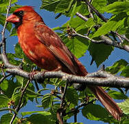 Northern Cardinal