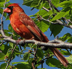 Cardinal rouge