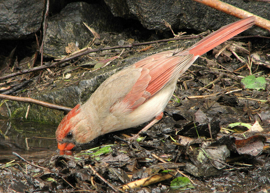 Northern Cardinal