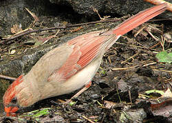 Cardinal rouge