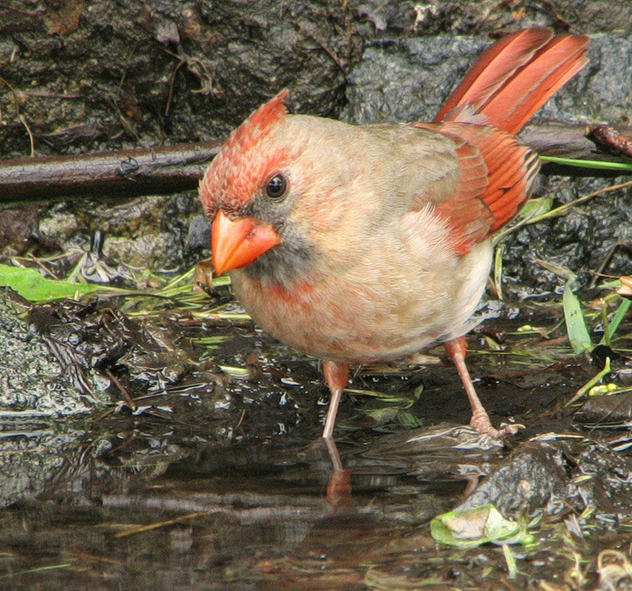 Cardinal rouge