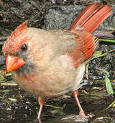 Cardinal rouge