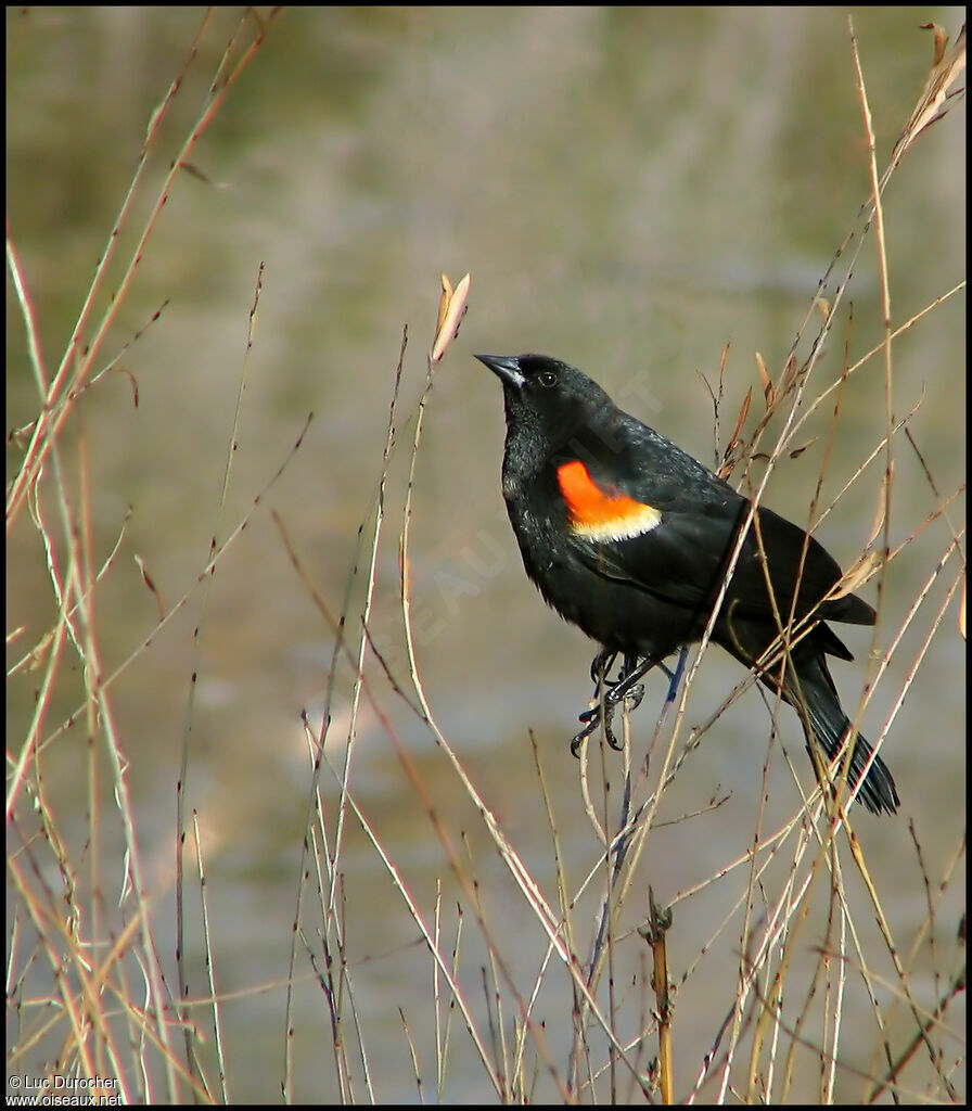 Red-winged Blackbird