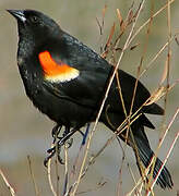 Red-winged Blackbird