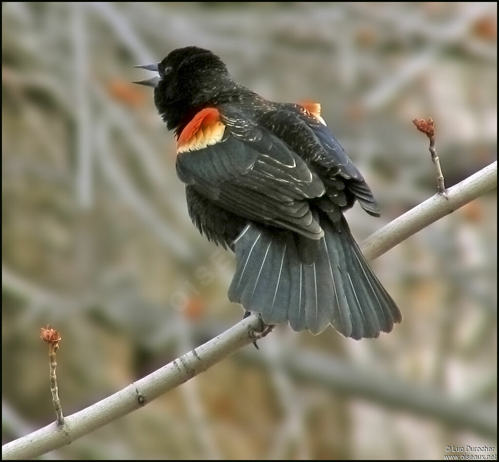 Red-winged Blackbird