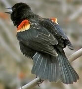 Red-winged Blackbird